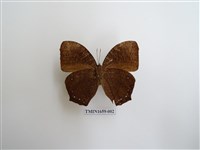 藏品(森林暮眼蝶)的圖片